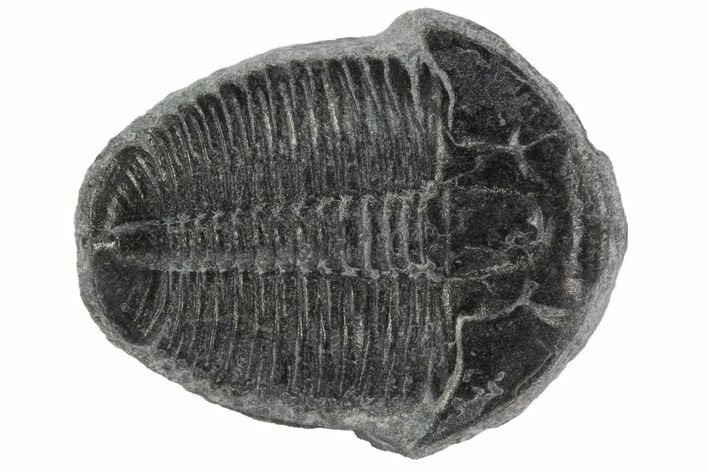 Elrathia Trilobite Fossil - Utah #97074